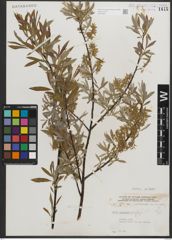 Foto von Salix petiolaris Sm.